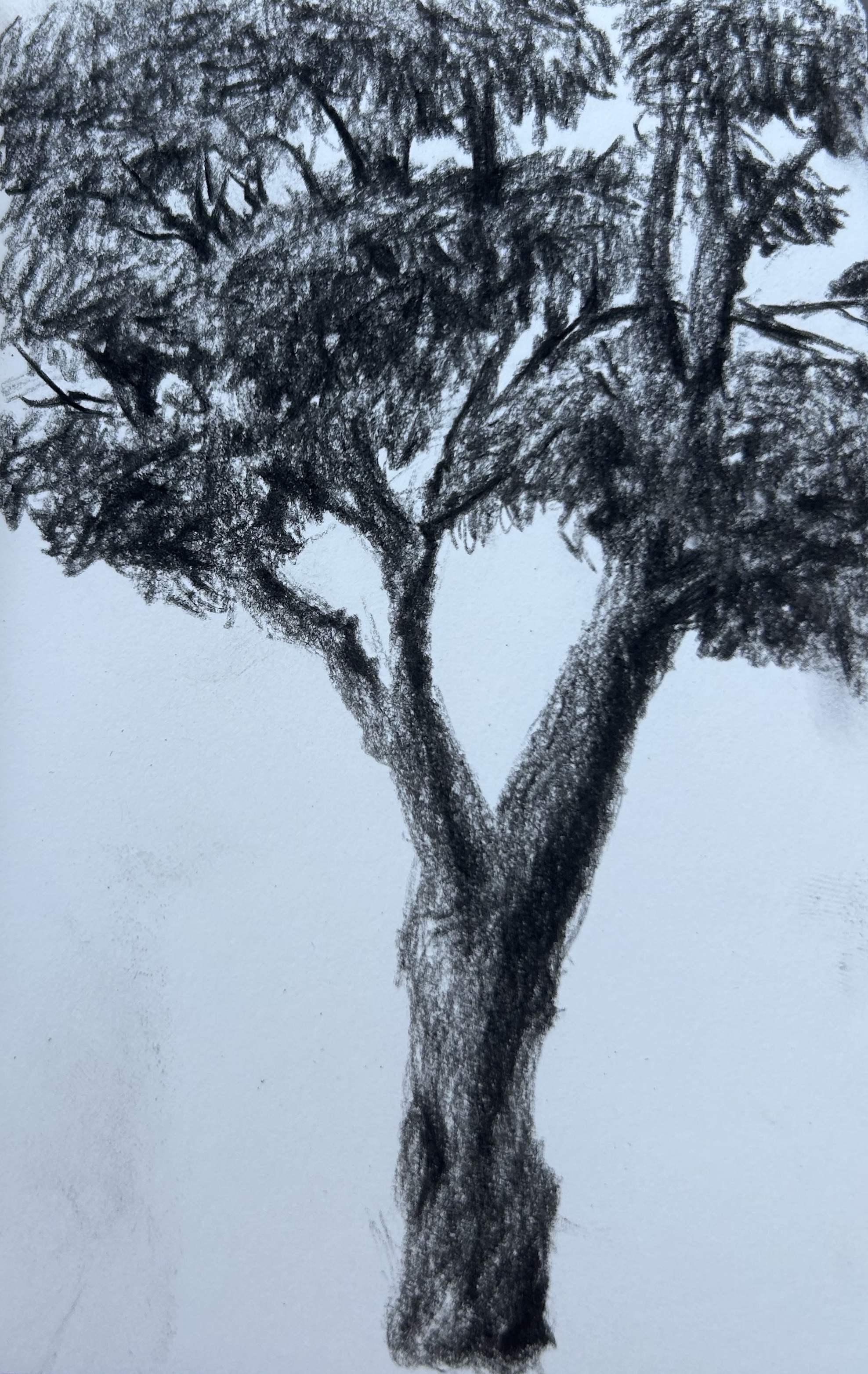 Tall Tree